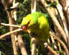 ParrotJ_99012.jpg (111537 bytes)