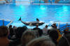 Sea World